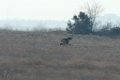 Northern Harrier 2016-02-13_3